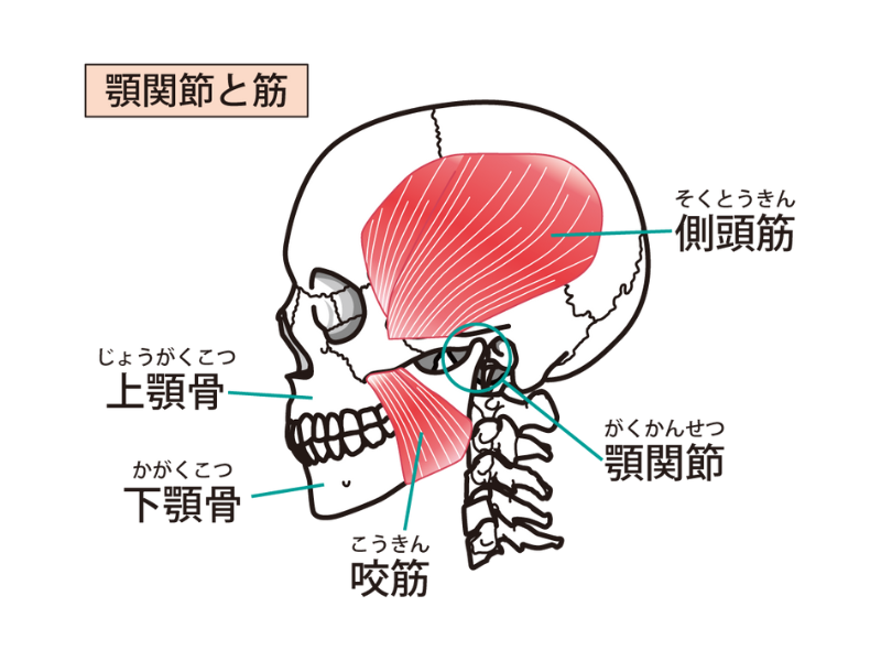 顎関節症とは？